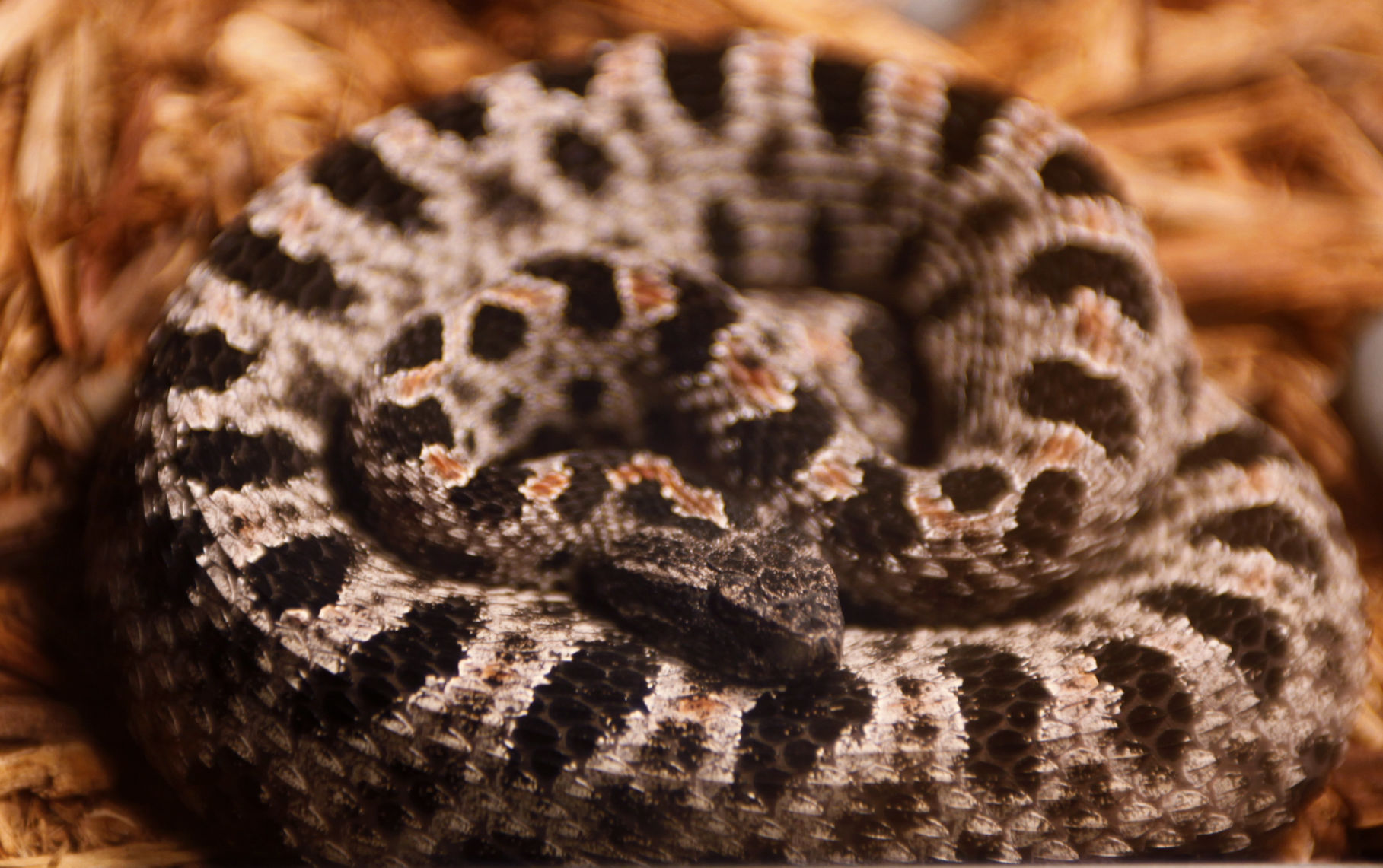 Pygmy rattlesnake